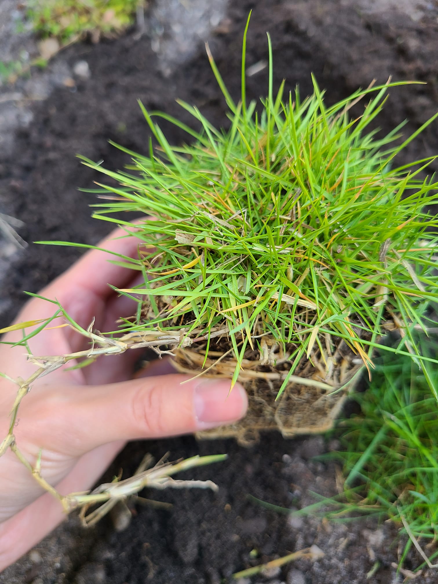 jardins bordelais godets zoysia